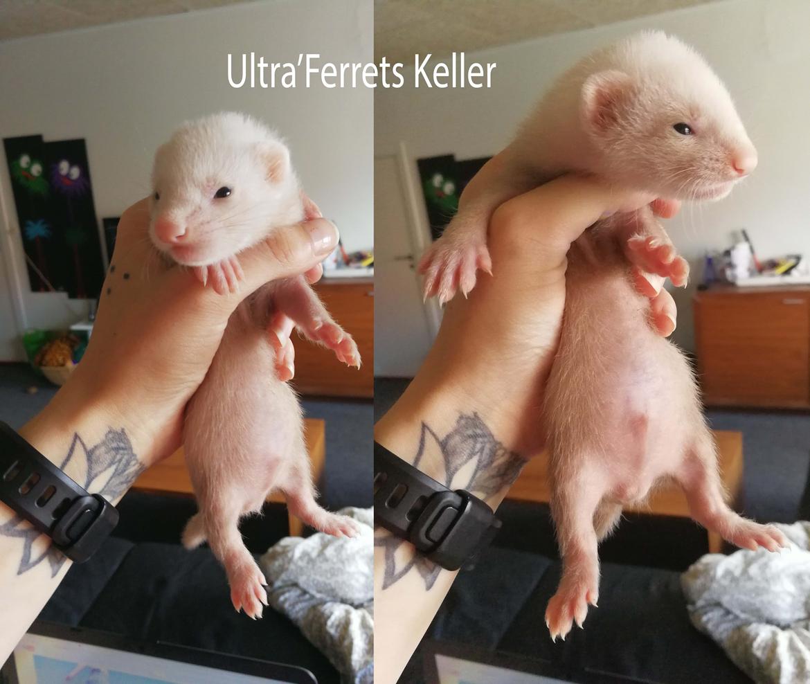 Ultra'Ferrets - Kuld C billede 4