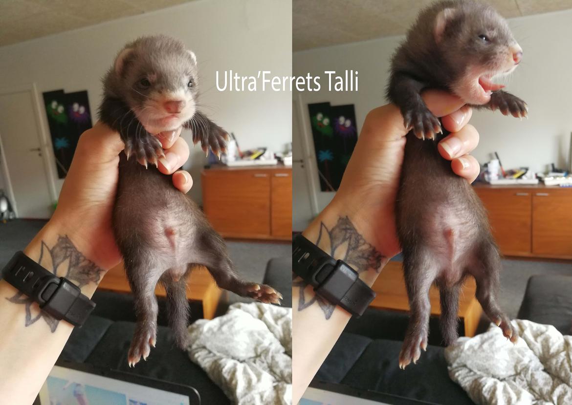 Ultra'Ferrets - Kuld C billede 6