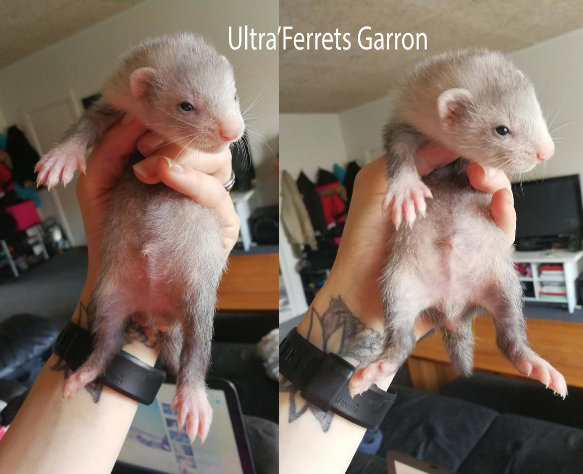 Ultra'Ferrets - Kuld C billede 2