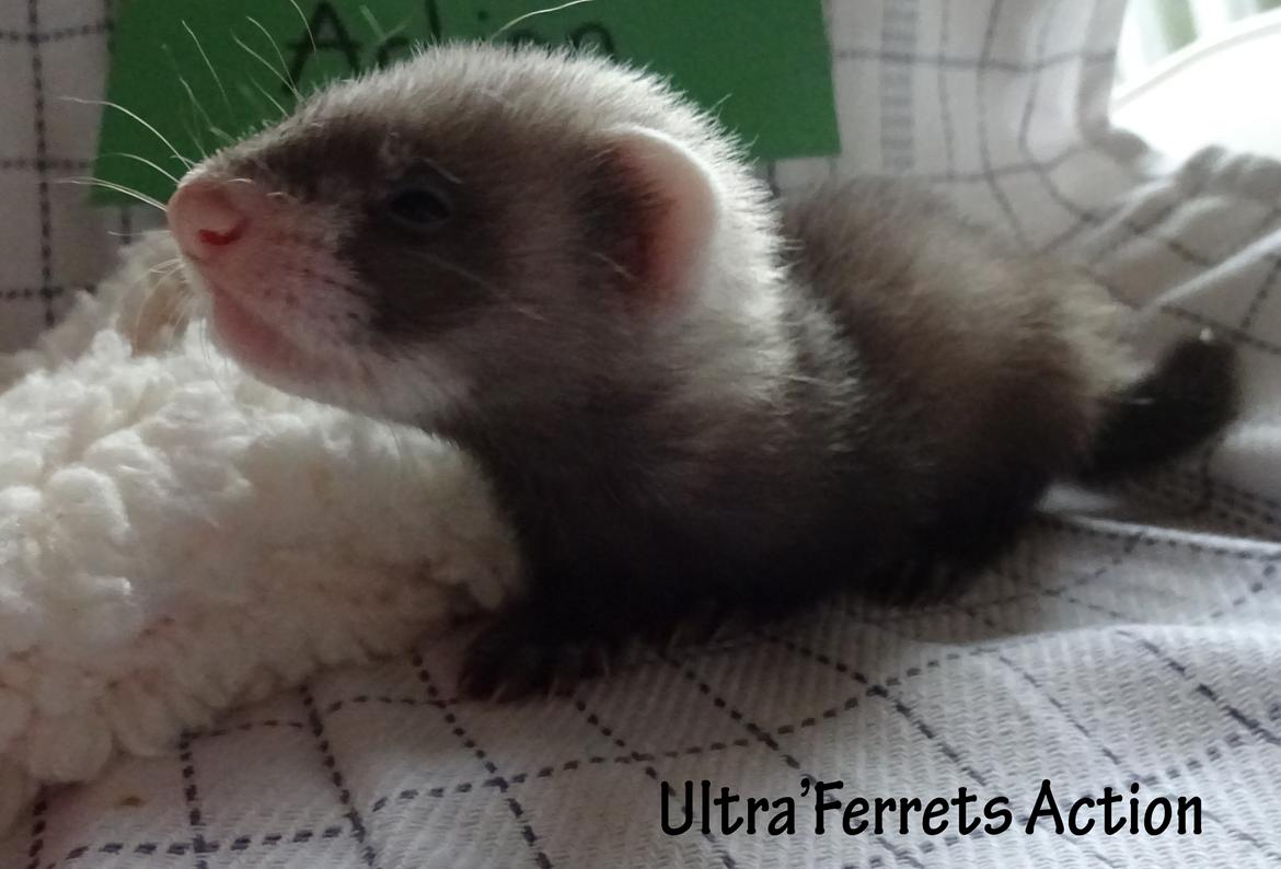 Ultra'Ferrets - Kuld A billede 7