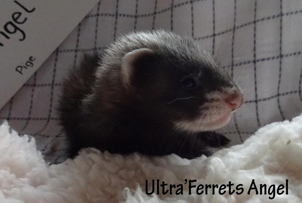 Ultra'Ferrets - Kuld A billede 12