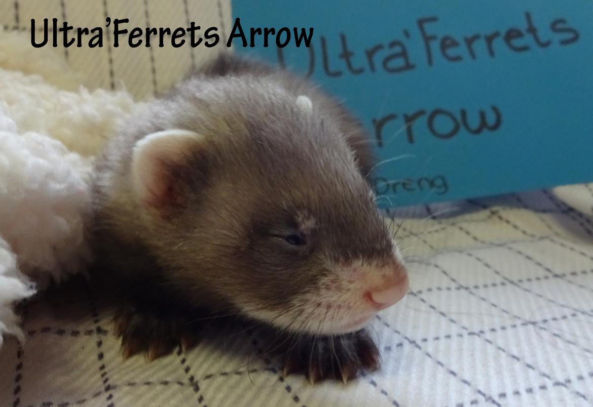 Ultra'Ferrets billede 13