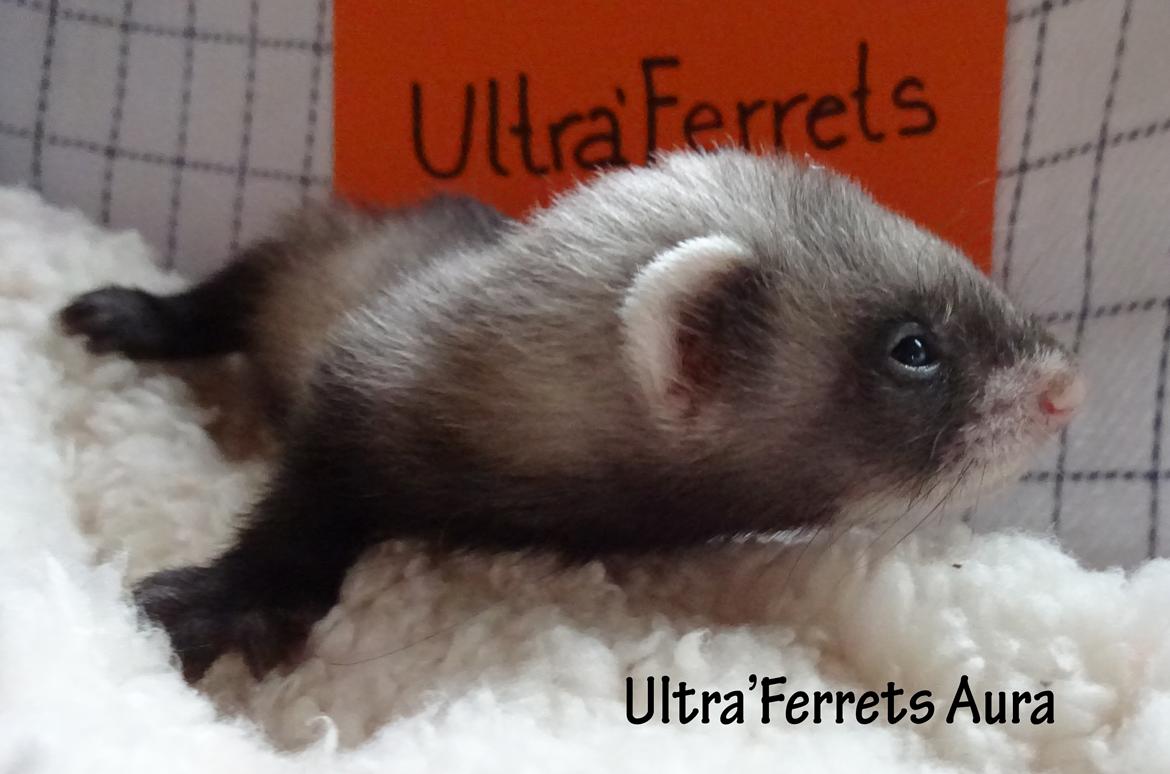 Ultra'Ferrets - Kuld A billede 14