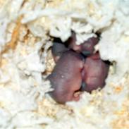 Nemo og Chanels unger <3 (: