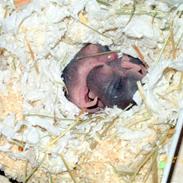 Nemo og Chanels unger <3 (: