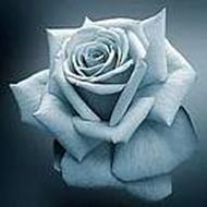 ((¯`» Dorthe·«´¯)) .