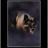 Susanne ( tosafoto) j