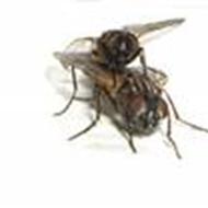 Fluen på væggen  .