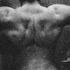 nicolai h