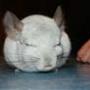 Silis' Chinchilla <