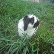 jacqueXXBino* TEAM KANINHOPS** M