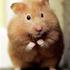 The Hamster .