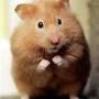 The Hamster .