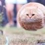 CAT MISSEL! .