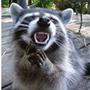 RaCooN ^