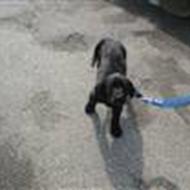 Ronny AKA Wild Hogs .