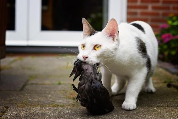 Politi har løst mysterium om forsvundne katte på Bornholm