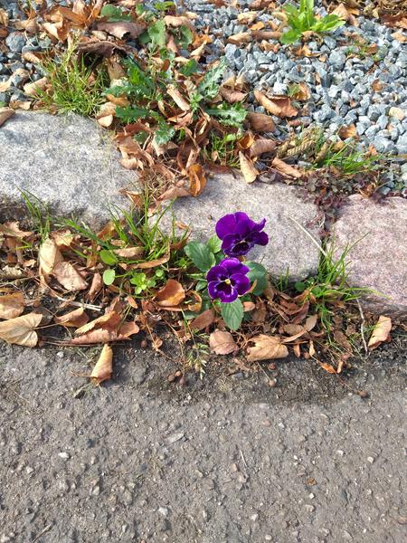 Nogen vil af med mundbind.