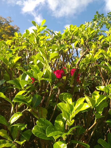 Foreningen der mangler.