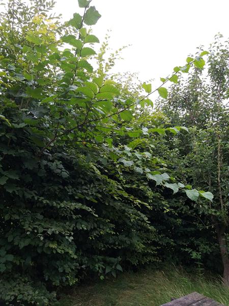 Tjernobyl 35.år efter.