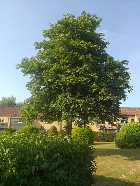 Hedebølge - skovbrande.