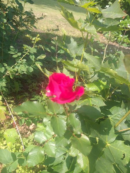 I dag holder jeg fred på jord.