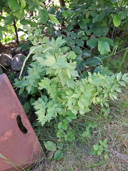 I år skal den smages - Løvstikken.