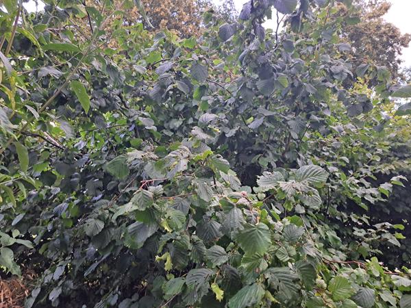 Naturen er forunderlig, landmanden ligeså.