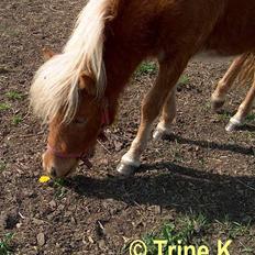 Kvinde Mig og mine elskede dyr (