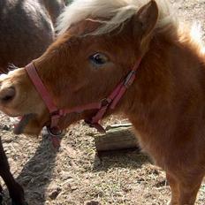 Kvinde Mig og mine elskede dyr (