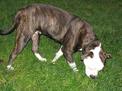 Kvinde Tanja C billede 2