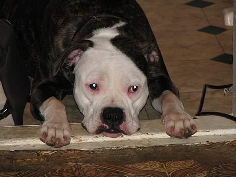 Kvinde Tanja C billede 6