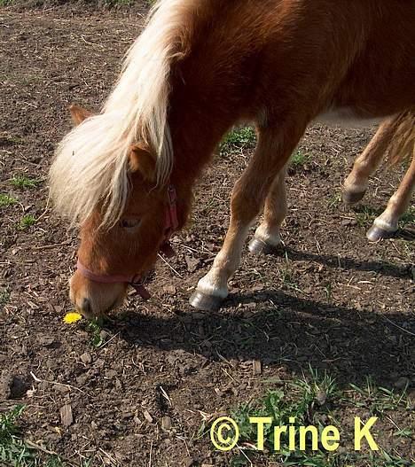 Kvinde Mig og mine elskede dyr ( - Bett´Bøv spiser mælkebøtter (L) billede 2