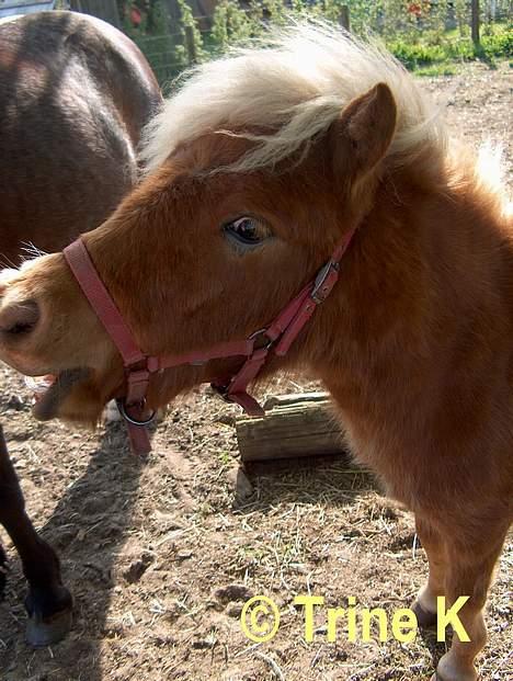 Kvinde Mig og mine elskede dyr ( - Smukke dyr <33 billede 3