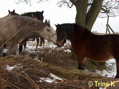Kvinde Mig og mine elskede dyr ( - Min lille Rikke (L) billede 4