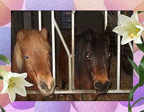 Kvinde Mig og mine elskede dyr ( - Sigga & Rikke (L) billede 5