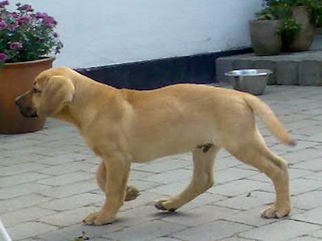 Kvinde Mig og mine elskede dyr ( - Valde mus <33 billede 6