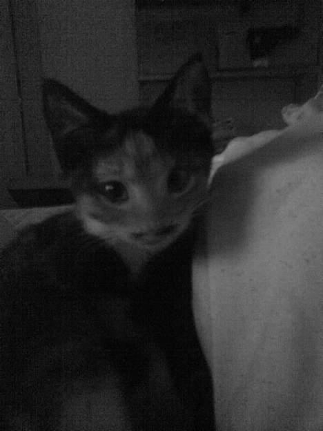 Kvinde MEEE  - billed a min gamle kat pjævs  billede 5