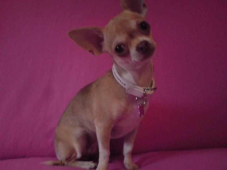 Kvinde Michelle! - Solajma Min tredie Chihuahua.. :) - til samlingen ! ;)  billede 7