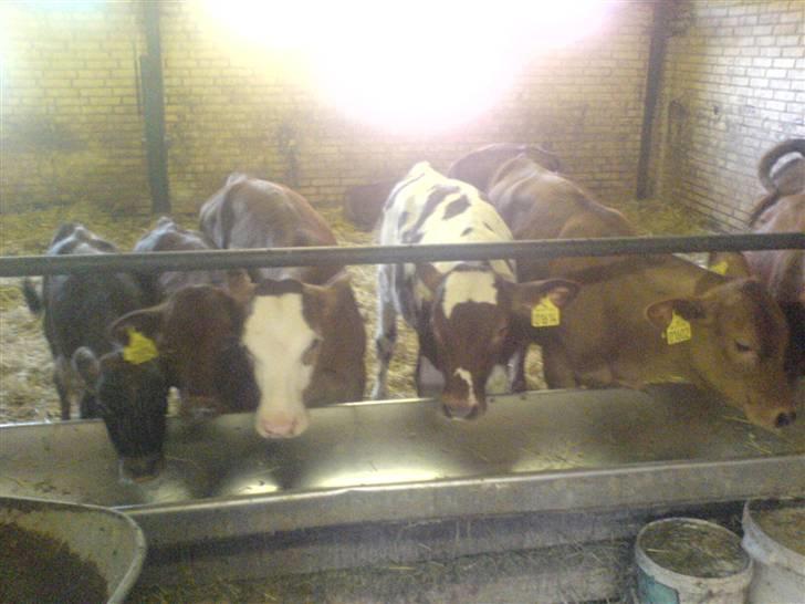 Kvinde Camilla - hehe, mine små baby´er fra Job :D billede 4