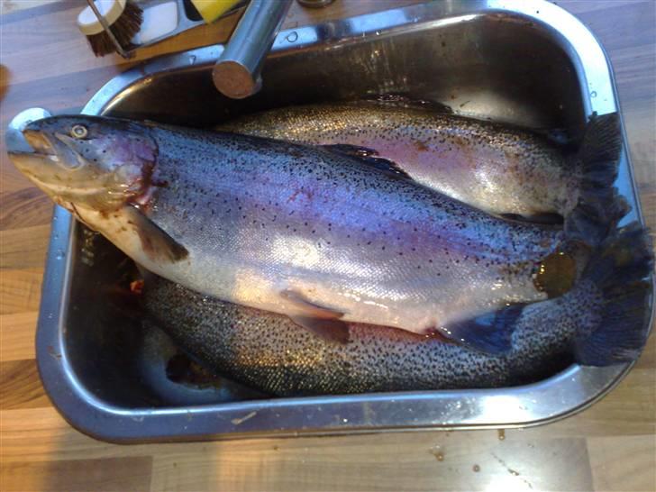 Mand torben n - der er ikke en spand ful men et land ful,ps elsker fisk billede 4