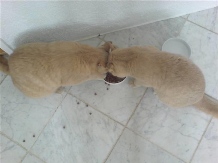 Mand Christopher PH - Oliver & Philip :D billede 4