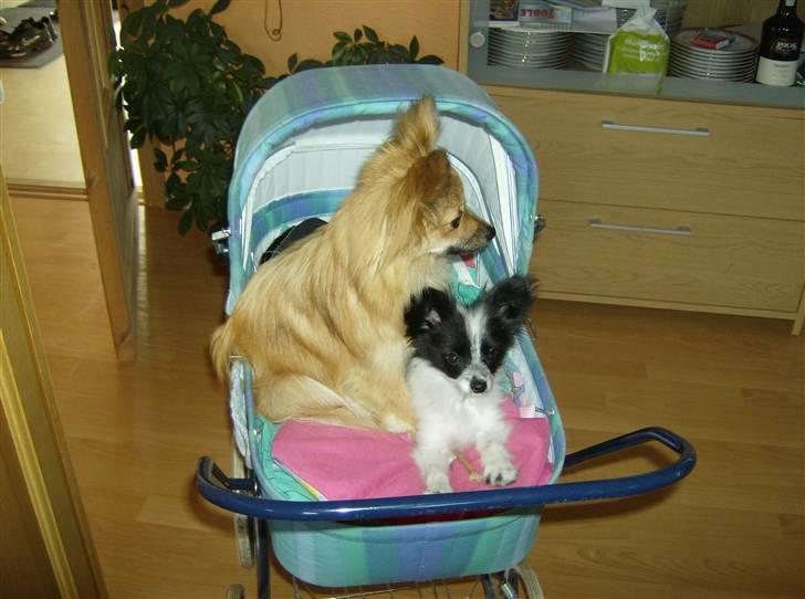 Kvinde Sabrina - Vores hunde billede 9