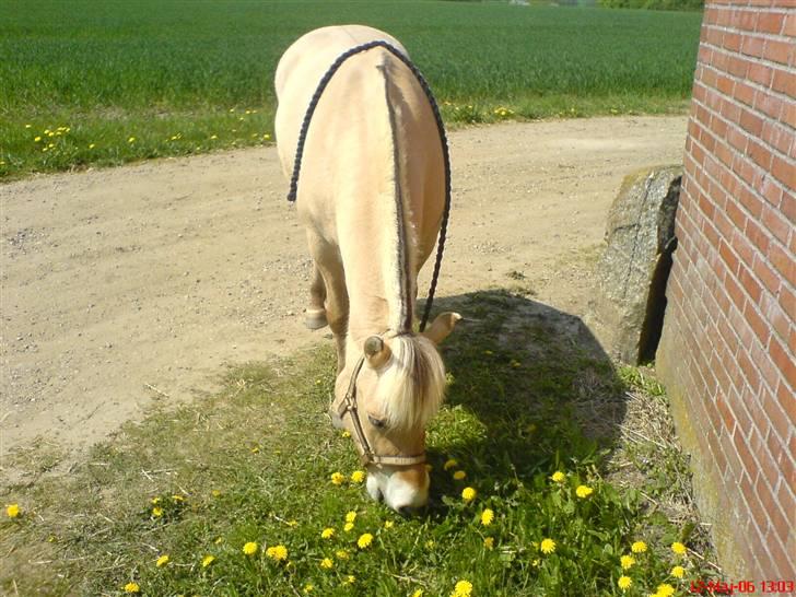 Kvinde Trine - Min gamle pony Frej billede 4