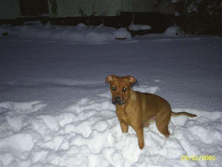 Mand Svend - Hunden er stadig i sneen..... billede 9