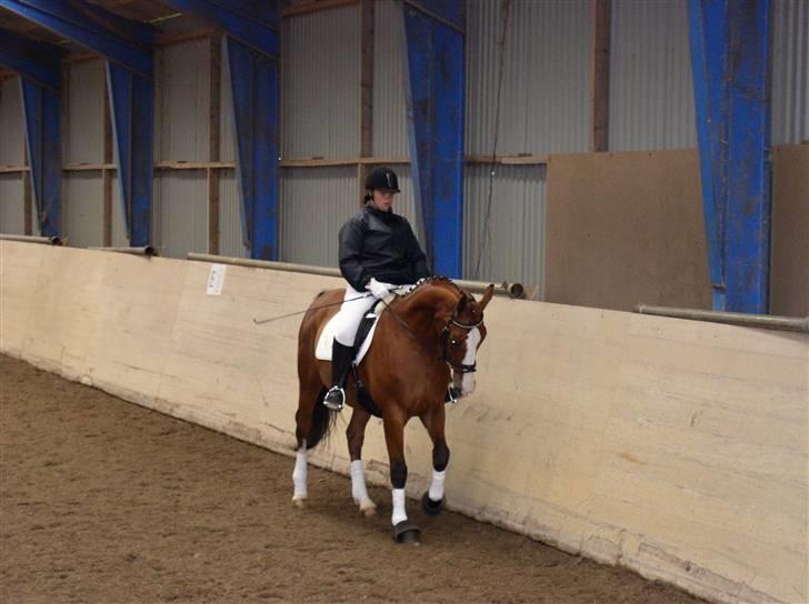 Kvinde Rikke - mig med min hest  ( :  billede 5