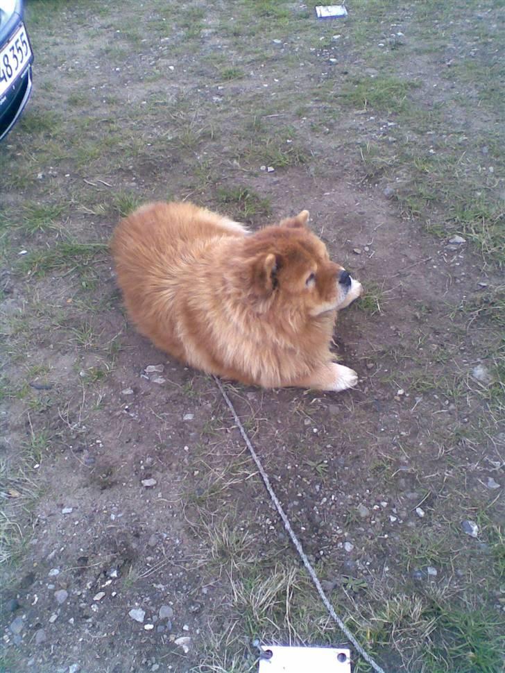 Kvinde Jackie - Min lille hund <3 billede 4