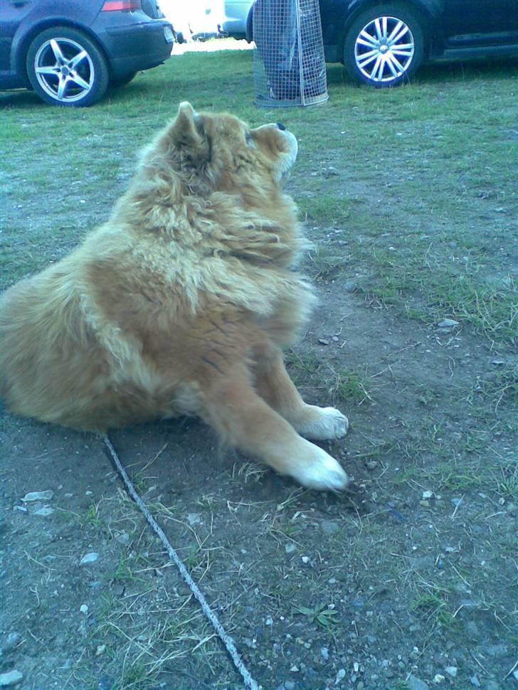 Kvinde Jackie - Min lille hund <3 billede 5