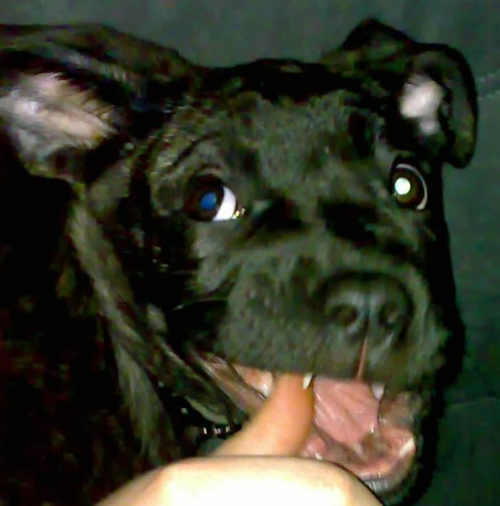 Kvinde MEEE  - tashja den glade humør bombe billede 7