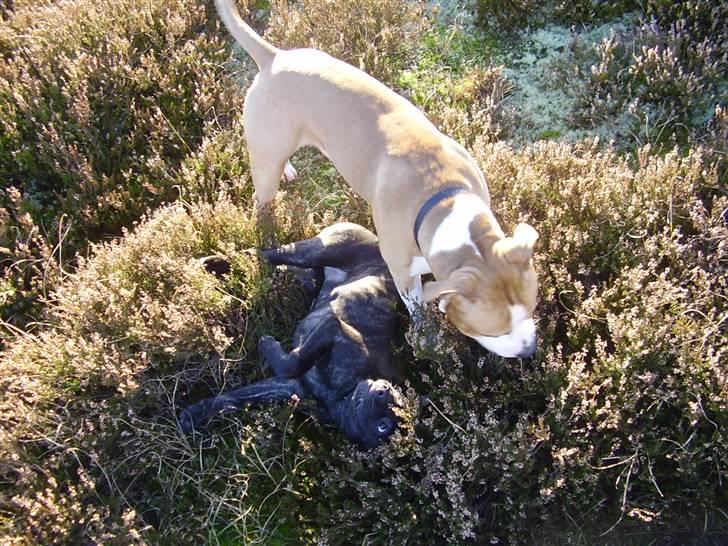 Kvinde MEEE  - tashja og hendes søøøde kæreste Zack billede 8